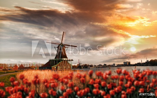 Picture of Dutch windmills with red tulips close the Amsterdam Holland